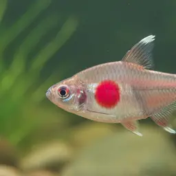 Bleeding Heart Tetra