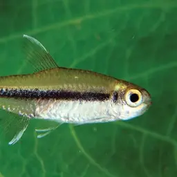 Tocantins Tetra, photo 1