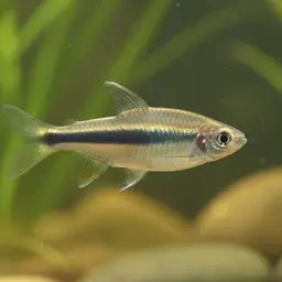 Tocantins Tetra, photo 2