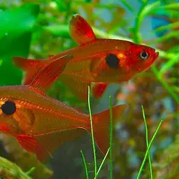 Red Phantom Tetra, photo 1