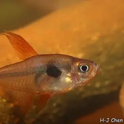 Red Phantom Tetra, photo 2