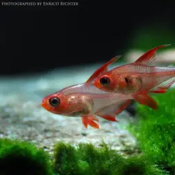 Red Phantom Tetra, photo 3
