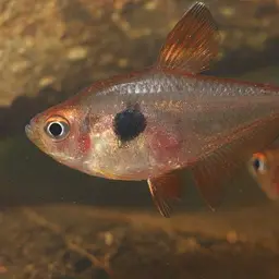 Red Phantom Tetra, photo 4