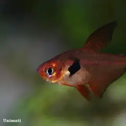 Red Phantom Tetra, photo 5