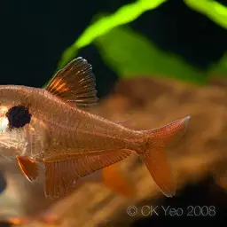 Red Phantom Tetra, photo 6