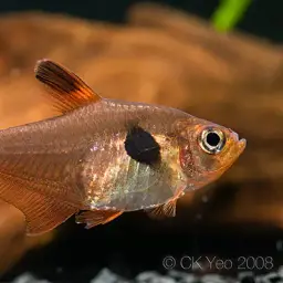 Red Phantom Tetra, photo 7