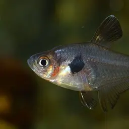 Red Phantom Tetra, photo 8