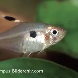 Red Phantom Tetra, photo 9