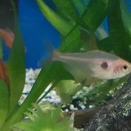 Red Phantom Tetra, photo 11