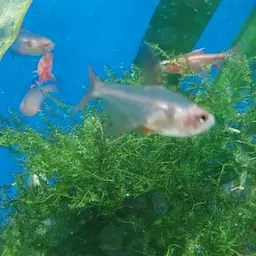 Red Phantom Tetra, photo 12