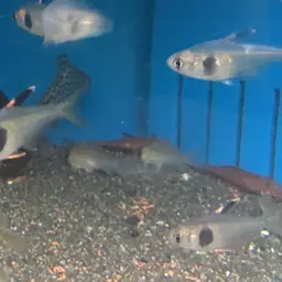 Coffee Bean Tetra, photo 1