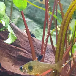 Coffee Bean Tetra, photo 2