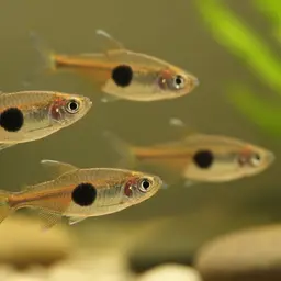 Coffee Bean Tetra, photo 3