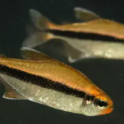 Chocolate Neon Tetra, photo 1