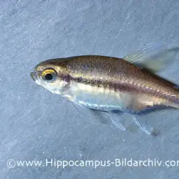 Chocolate Neon Tetra, photo 2