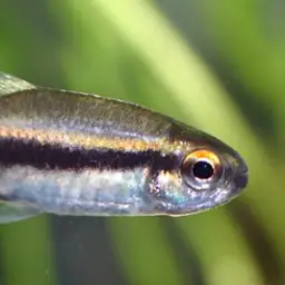 Chocolate Neon Tetra, photo 3