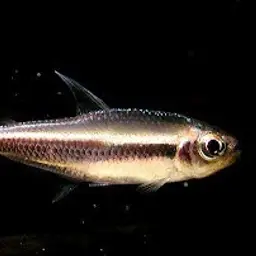 Chocolate Neon Tetra, photo 4