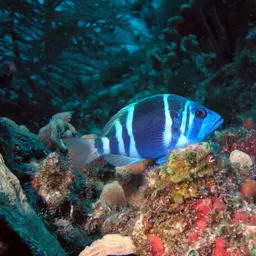 Indigo Hamlet, photo 2