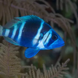 Indigo Hamlet