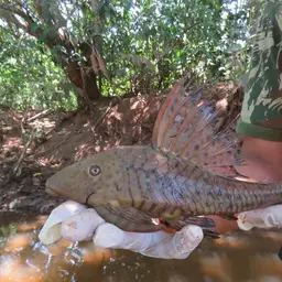 Cochliodon Pleco, photo 1
