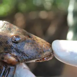 Cochliodon Pleco, photo 2
