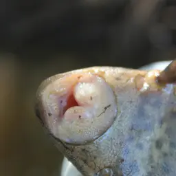 Cochliodon Pleco, photo 3