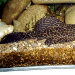Spiny Stream Pleco, photo 1