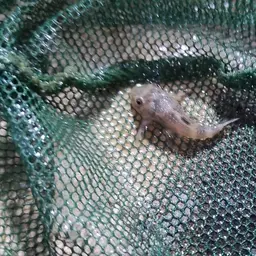Spiny Stream Pleco, photo 2