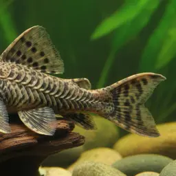 Spiny Stream Pleco, photo 3