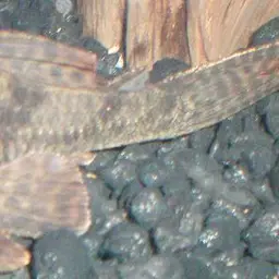 Common Pleco, photo 2