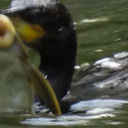 Suckermouthed Catfish, photo 2