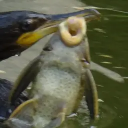 Suckermouthed Catfish, photo 3