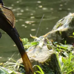 Suckermouthed Catfish, photo 4