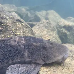 Suckermouthed Catfish, photo 5