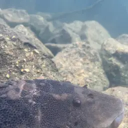 Suckermouthed Catfish, photo 6
