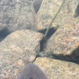 Suckermouthed Catfish, photo 7