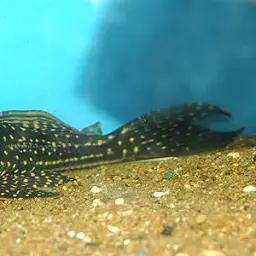 Giant White Spot Pleco, photo 2