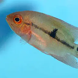 Chocolate Cichlid, photo 1