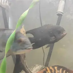 Chocolate Cichlid, photo 2