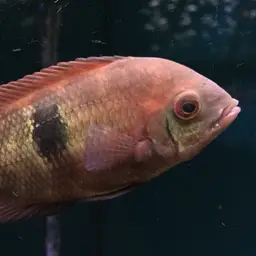 Chocolate Cichlid, photo 1