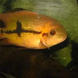 Chocolate Cichlid, photo 2