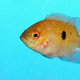 Chocolate Cichlid, photo 3