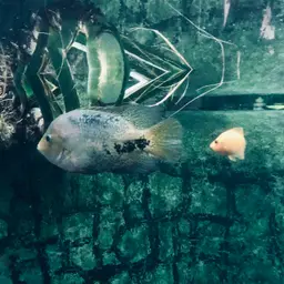 Chocolate Cichlid, photo 4