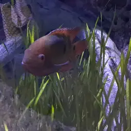 Chocolate Cichlid, photo 5