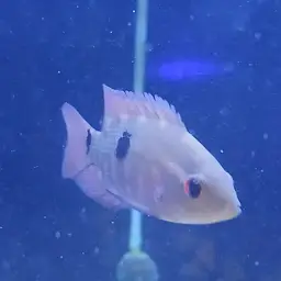Chocolate Cichlid, photo 6