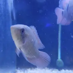 Chocolate Cichlid, photo 7
