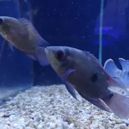 Chocolate Cichlid, photo 8
