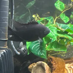 Chocolate Cichlid, photo 9