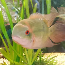 Chocolate Cichlid, photo 10