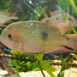 Chocolate Cichlid, photo 11